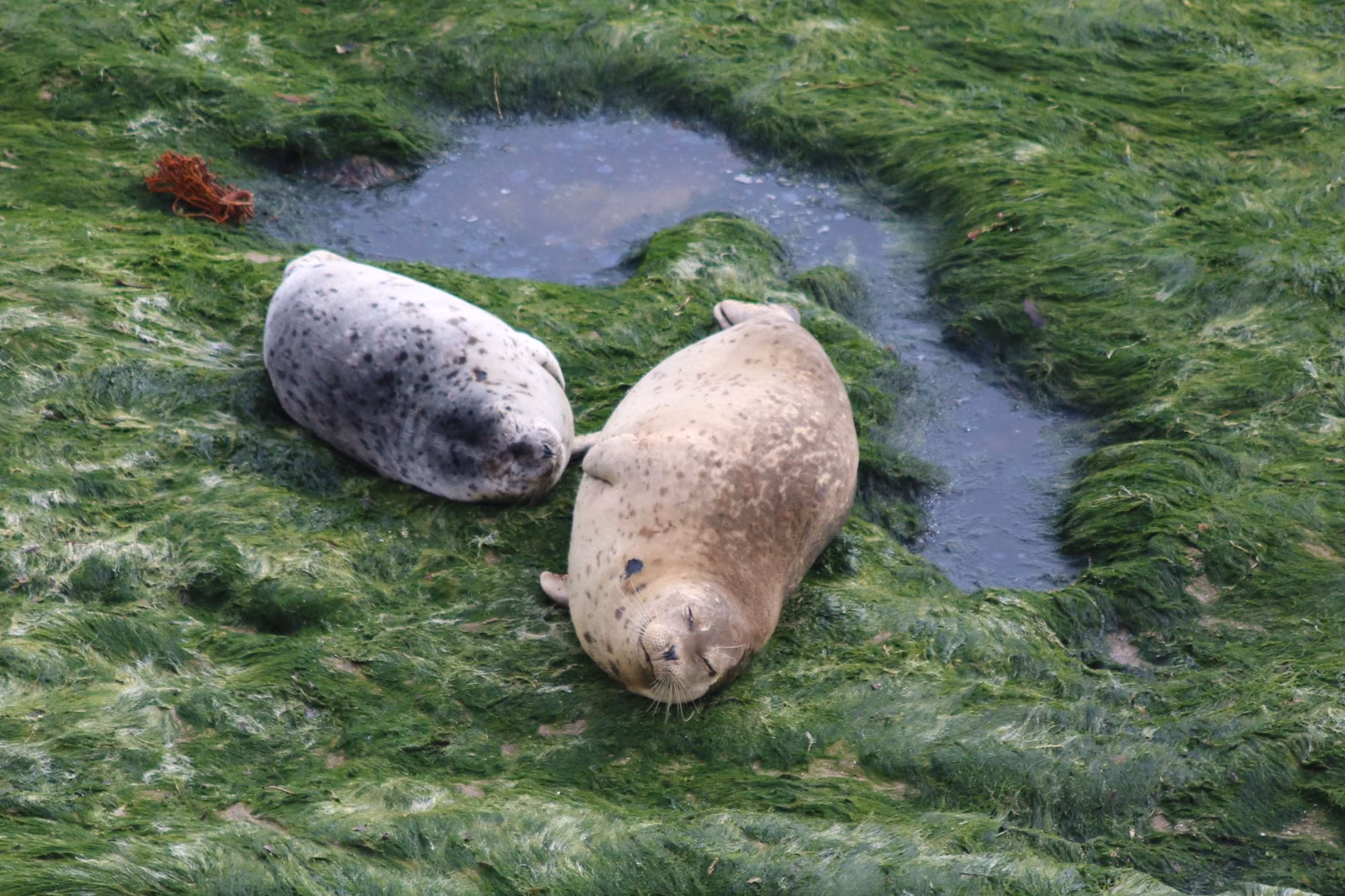 Harbor seal mother and pup resting on the rocky shoreline at Carpinteria