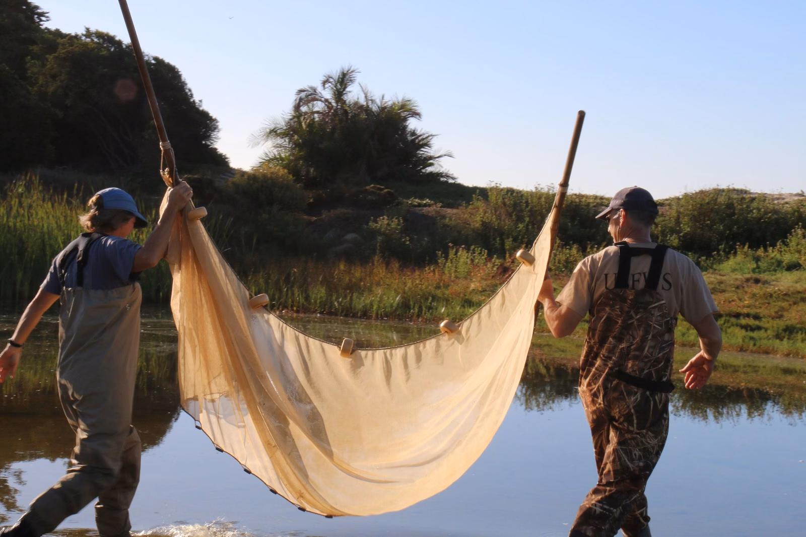 Two biologists seining in the Carpinteria Creek lagoon