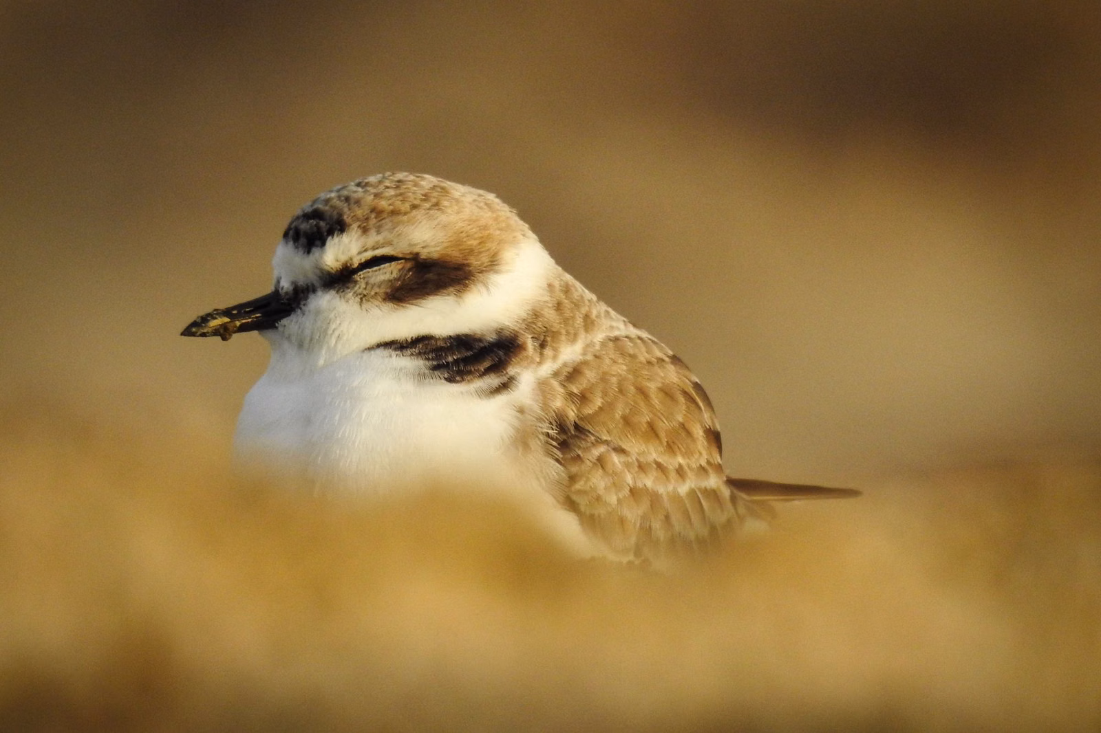 Western snowy plover resting on the sand
