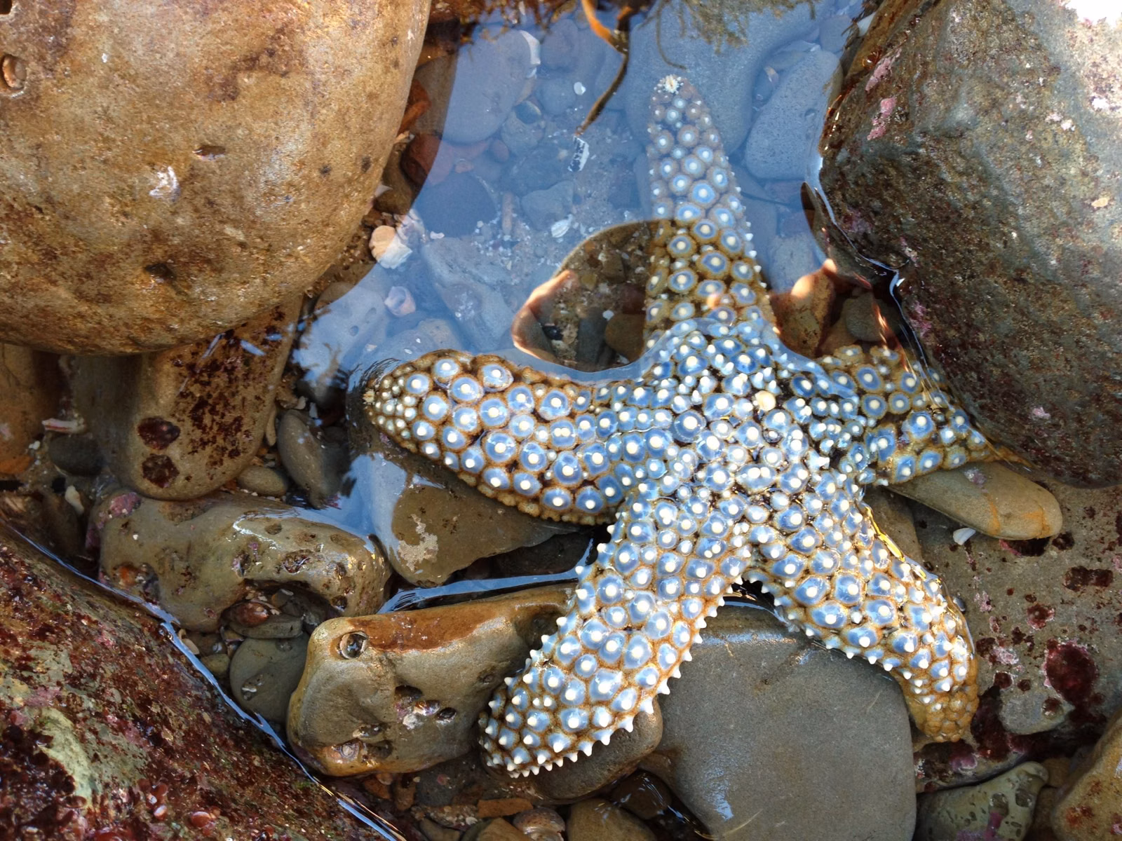 Knobby sea star in a rocky Southern California tide pool
